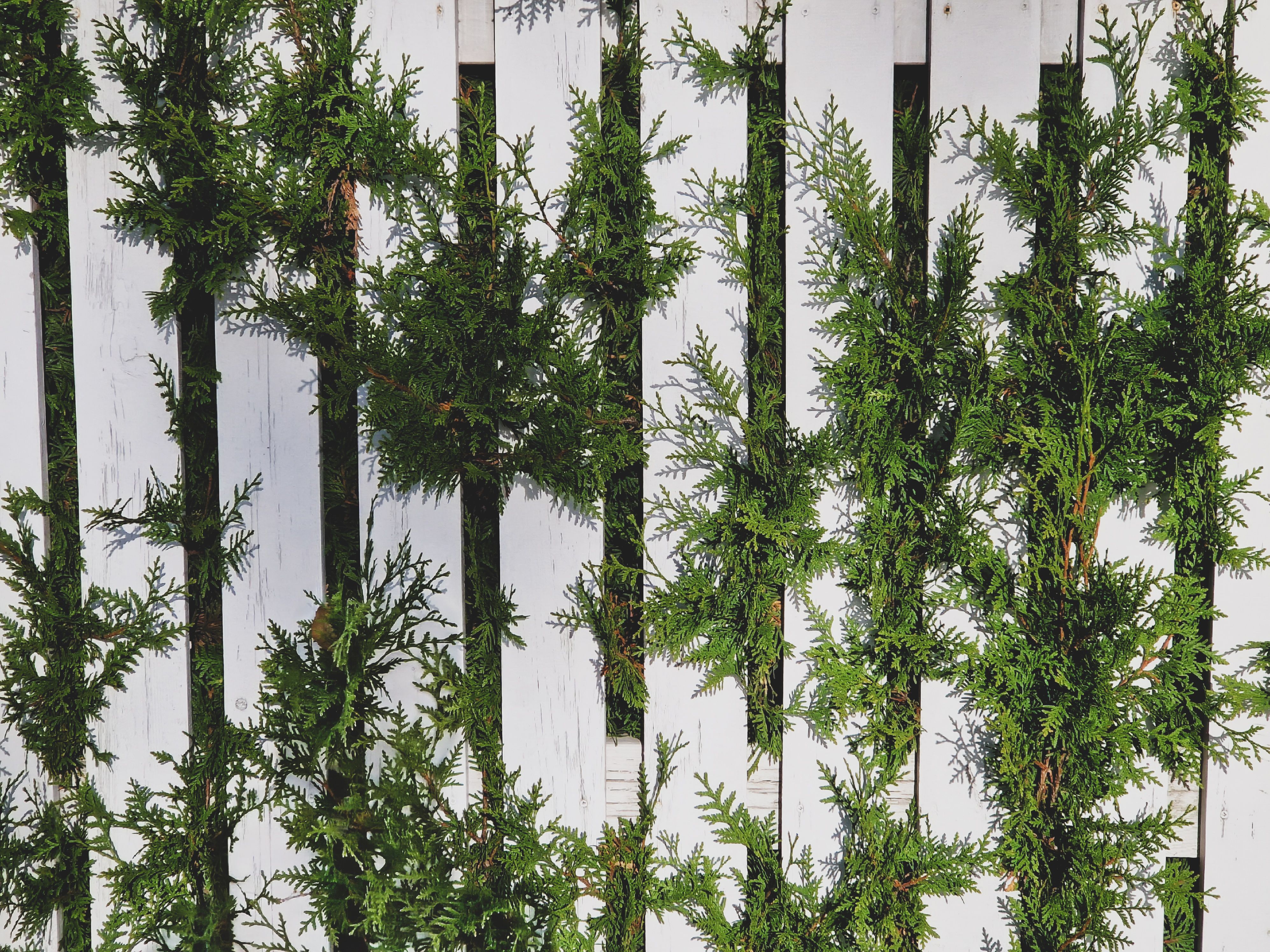 Evergreen conifer branches along a white picket fence providing garden privacy